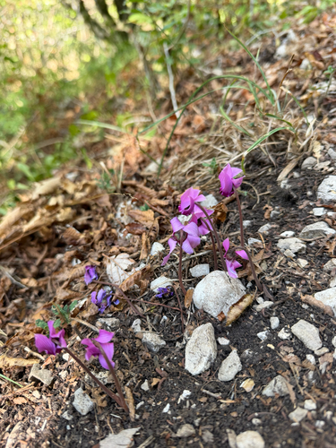 European Cyclamen