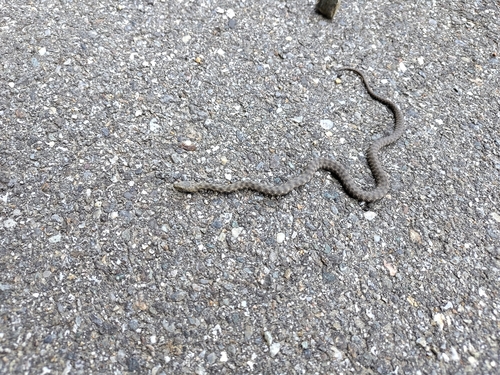 Tessellated Water Snake