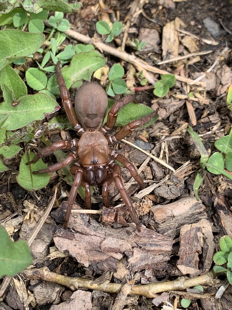 Antrodiaetus hageni