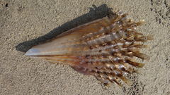Pinnidae