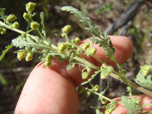 Ragged Marsh-elder