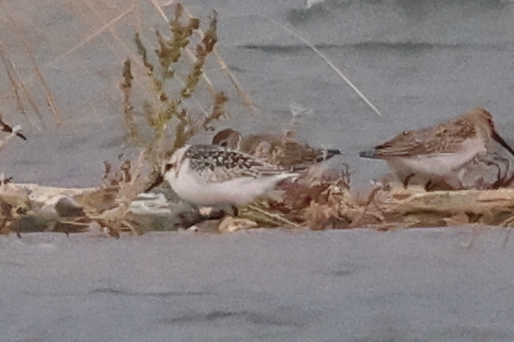 Sanderling