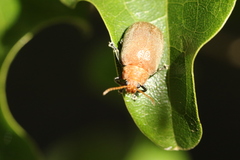 Menippus cynicus