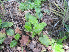 Rubus geoides