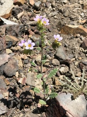 Phacelia brachyloba