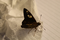 Nascus phocus