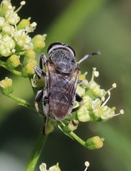Myolepta aurinota