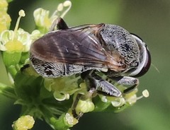 Myolepta aurinota