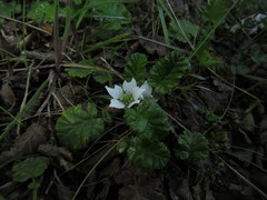Rubus geoides
