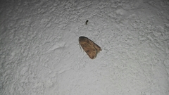 Micrathetis triplex