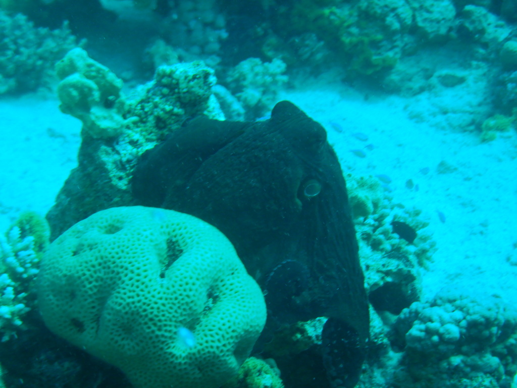 Big blue octopus