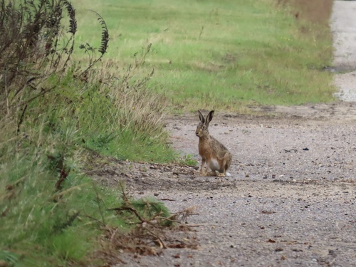 Brown Hare