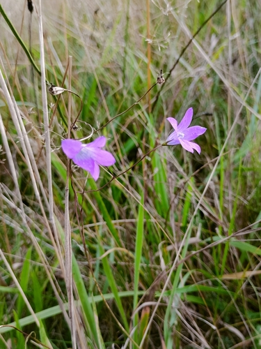 Spreading Bellflower