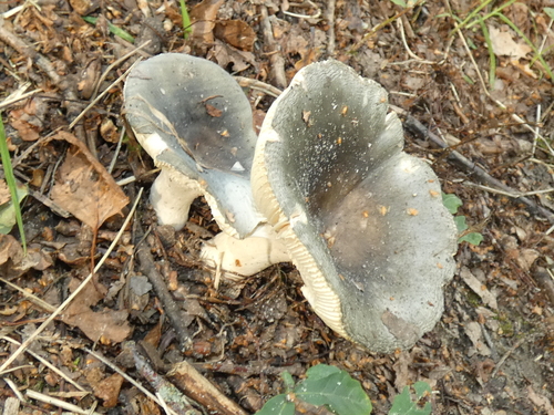 Powdery Brittlegill