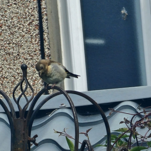 European Goldfinch