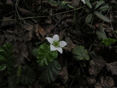 Rubus geoides