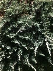 Cupressaceae