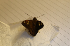 Nascus phocus