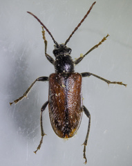 Brachysomida californica