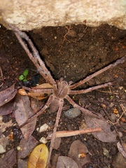 Cupiennius coccineus