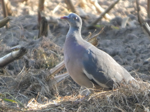 Common Wood-Pigeon