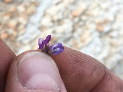 Astragalus spatulatus