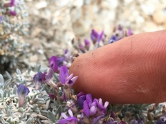 Astragalus spatulatus