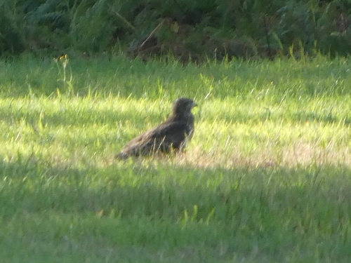 Common Buzzard