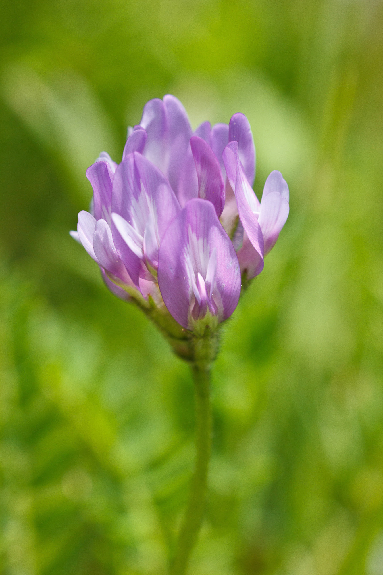 Astragalus danicus