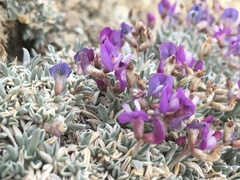 Astragalus spatulatus