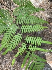 Pteridium caudatum