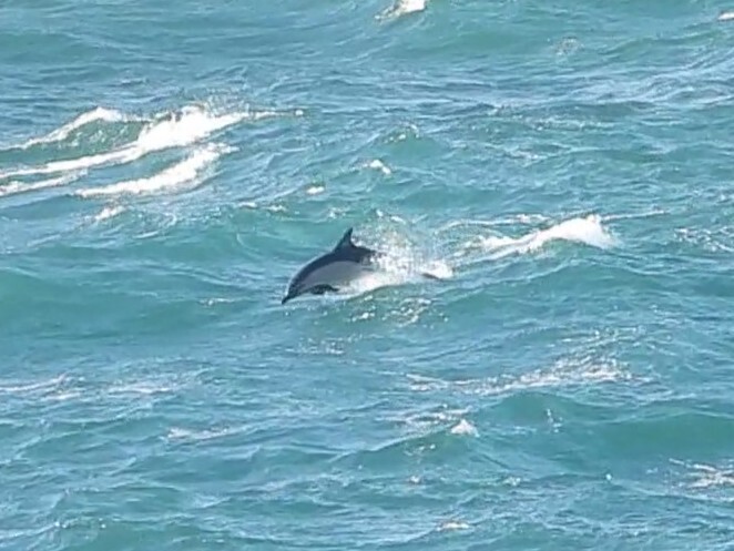 Delphinus delphis