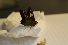 Nascus phocus