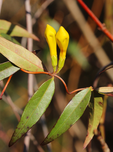 yellow jessamine