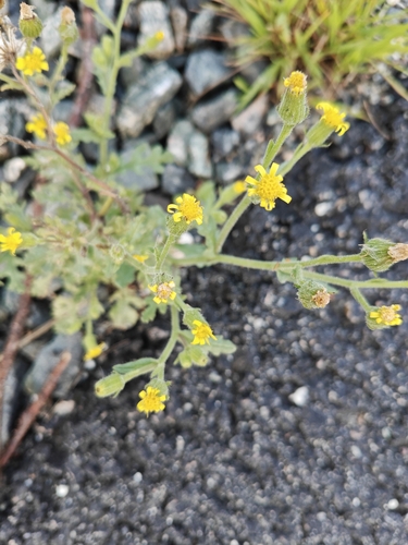 Sticky Groundsel