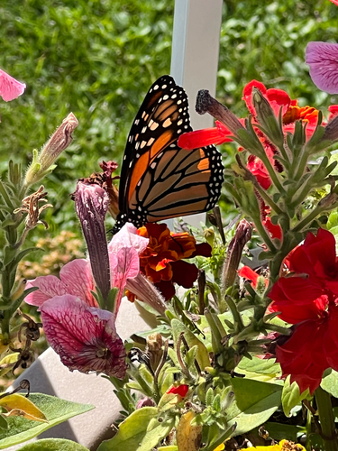 Monarch