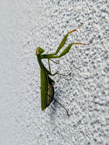 European Mantis