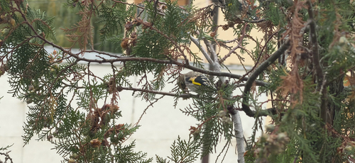 European Goldfinch