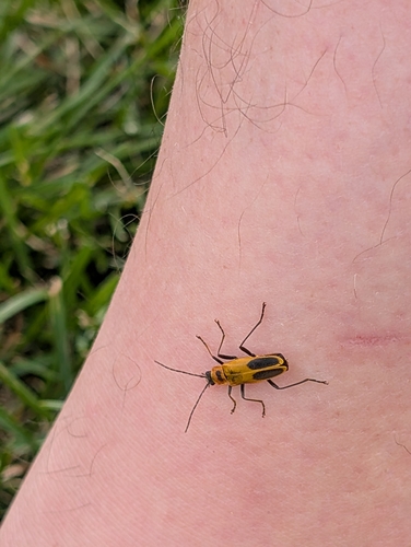 Goldenrod Soldier Beetle