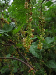 Ribes magellanicum