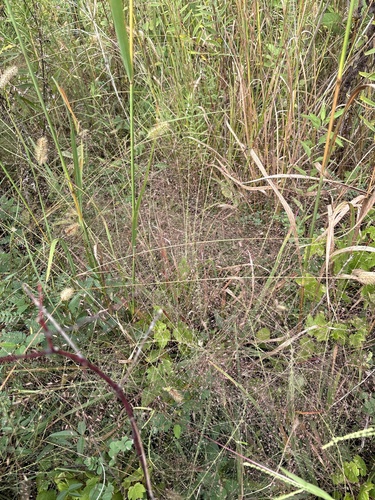 Eragrostis spectabilis, photograph 6