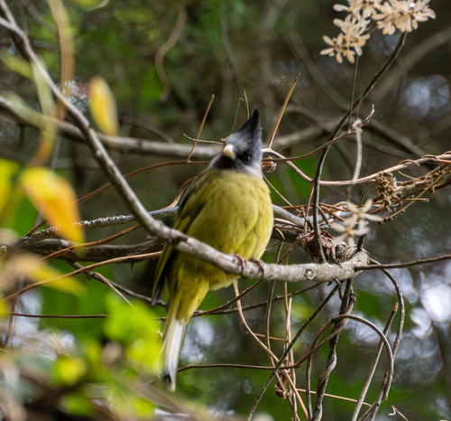 Crested Finchbill