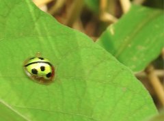 Chiridopsis bowringii