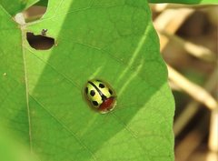 Chiridopsis bowringii