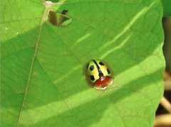 Chiridopsis bowringii