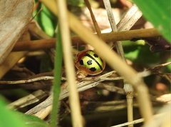 Chiridopsis bowringii