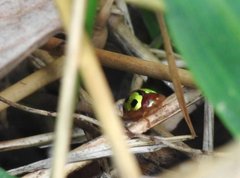 Chiridopsis bowringii