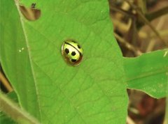 Chiridopsis bowringii