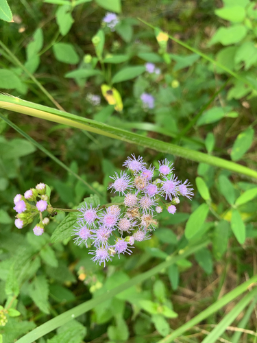 blue mistflower