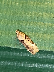 Chionodes mediofuscella